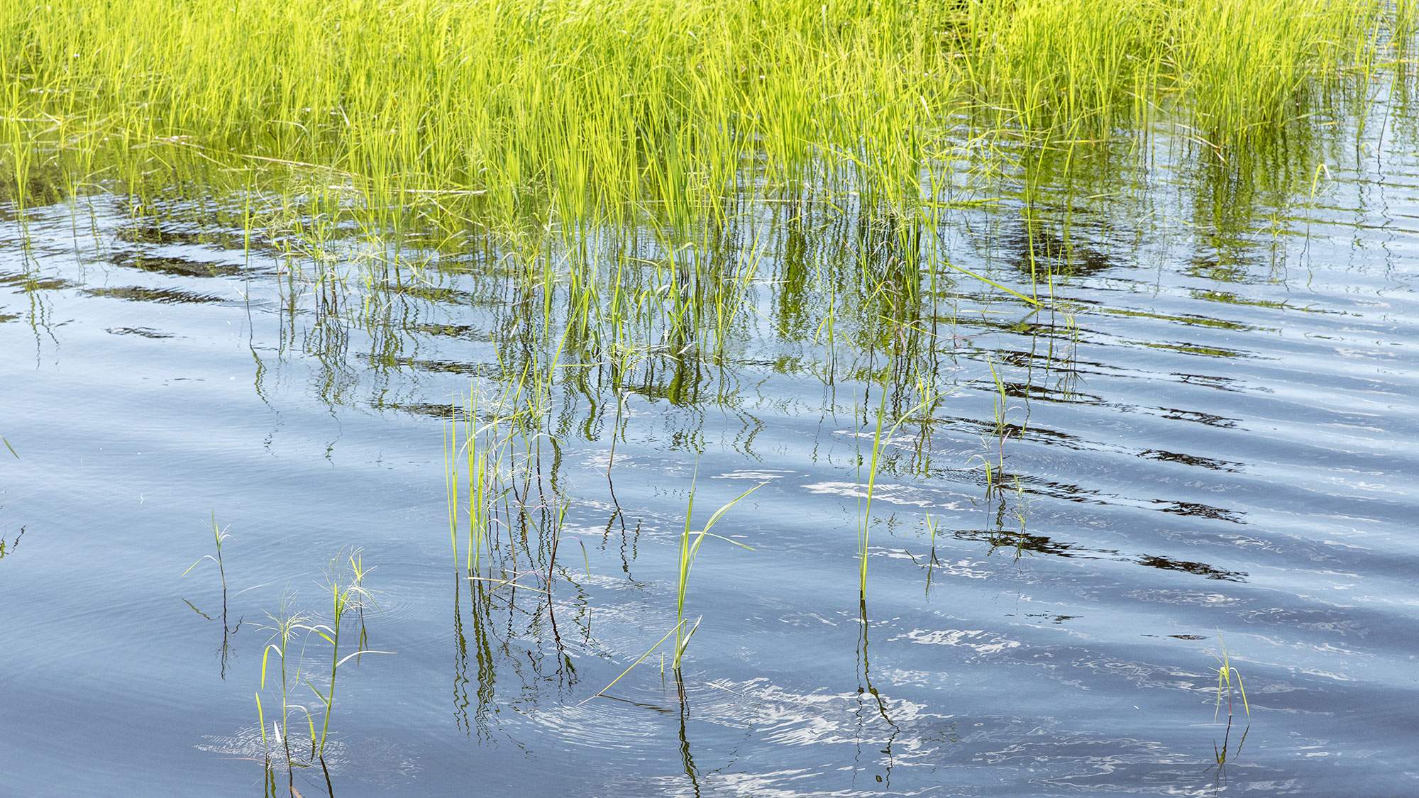 Protect the environment