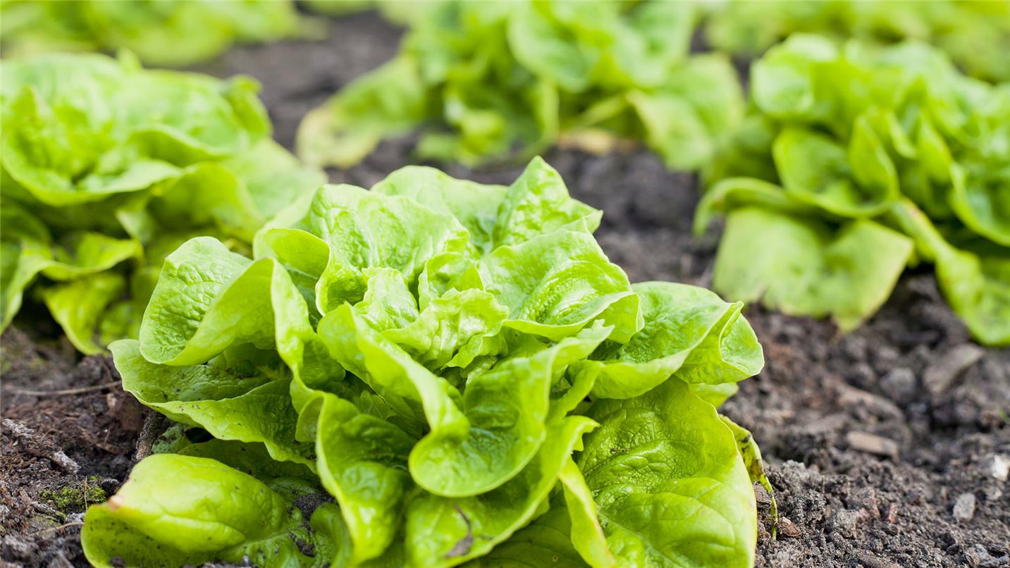 Cabbages