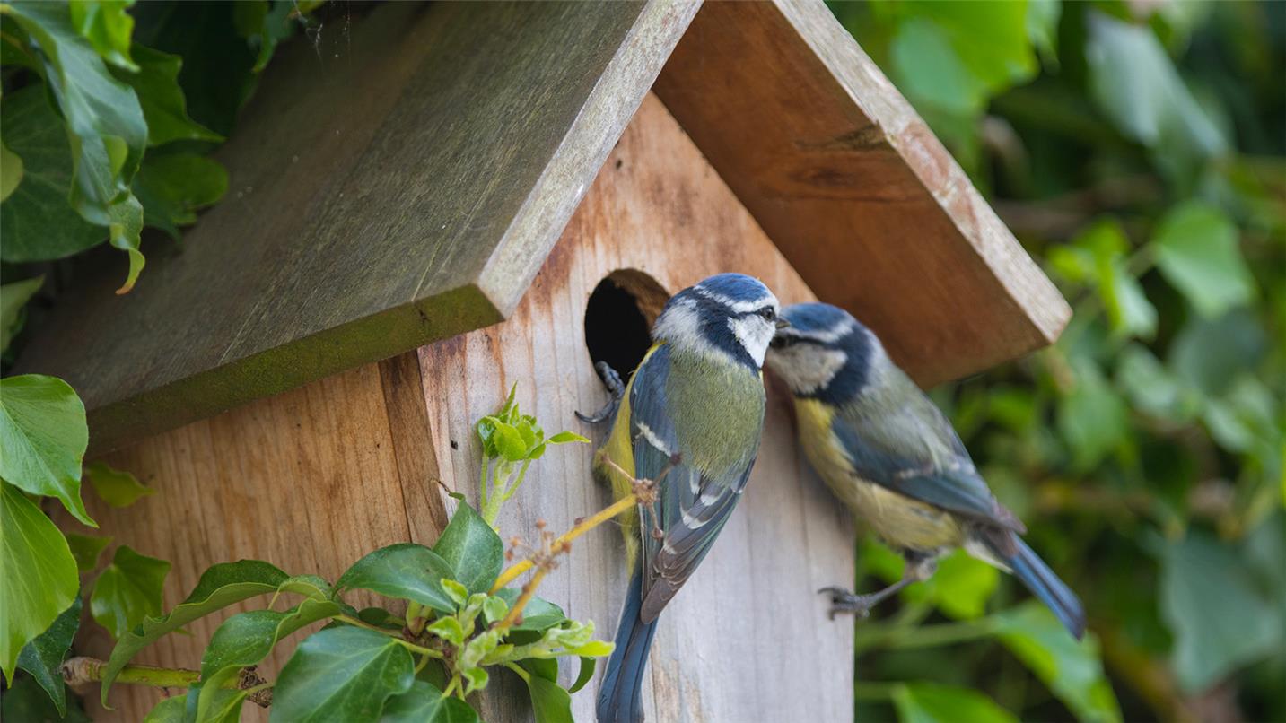 Bird box with Blue Tits