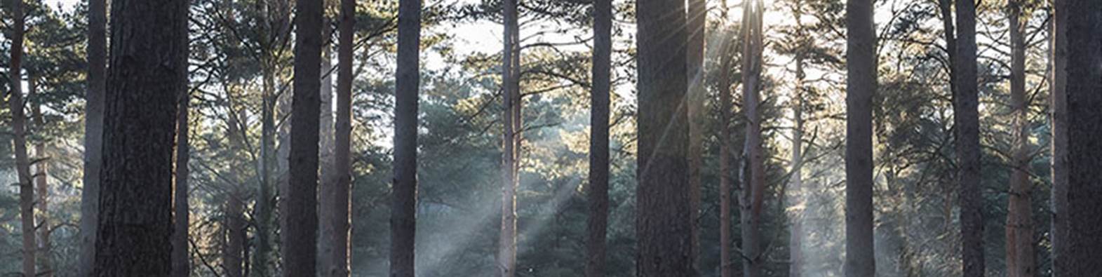 Bracknell Forest