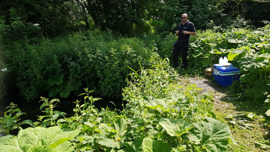 Vegetation growth on wetlands