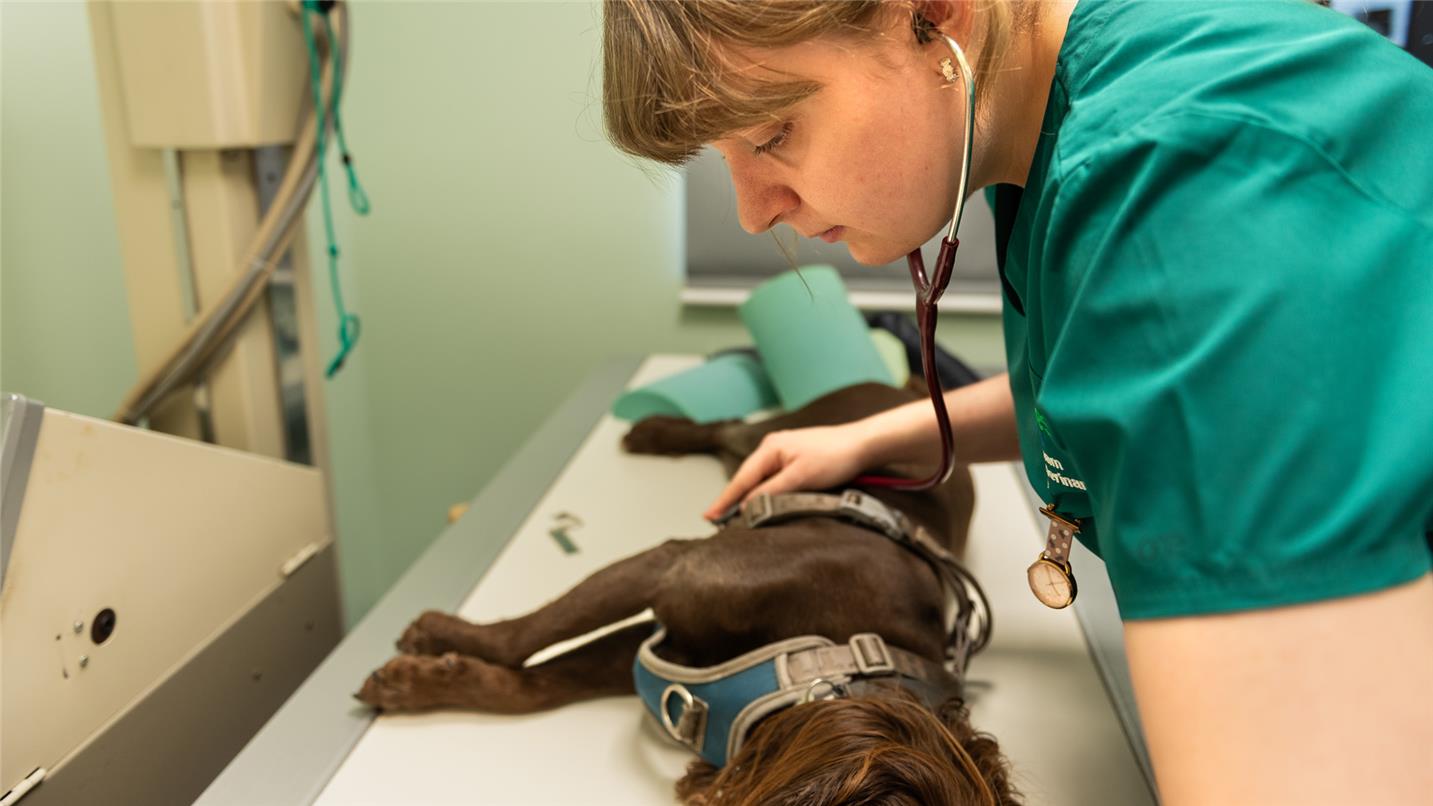Vet and dog at Lanes Vets in UK
