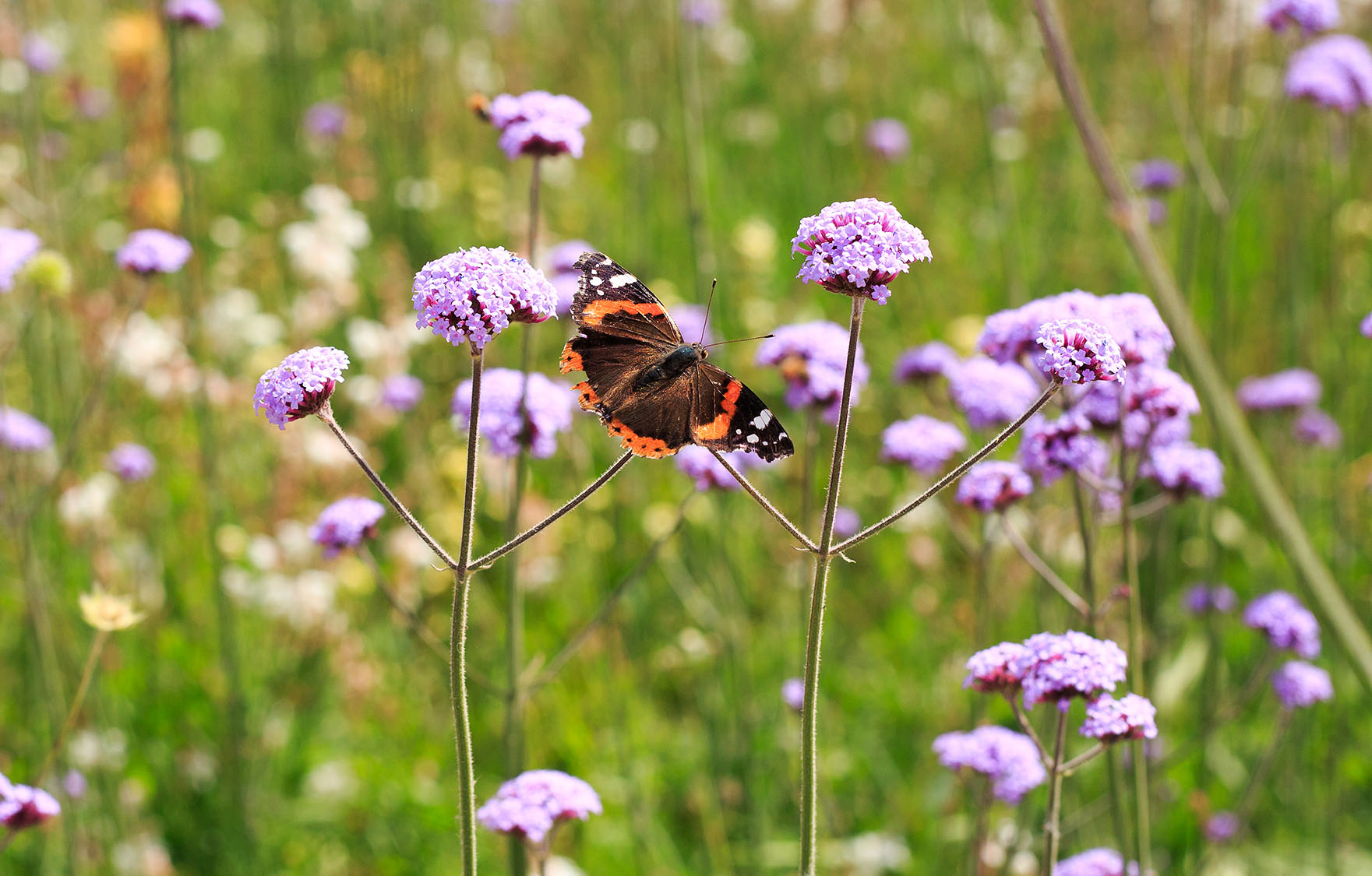 Wild garden at Steep Primary School