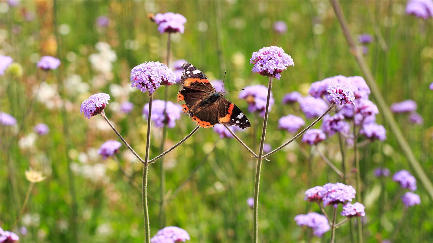 Wild garden at Steep Primary School