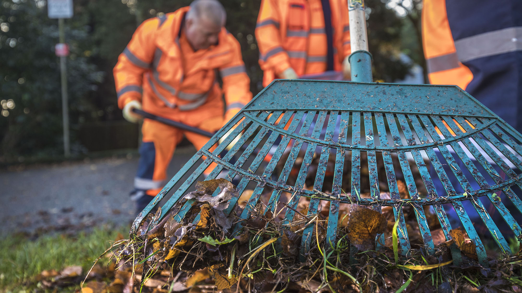 Employees sweeping up leaves