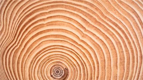 Slice of tree trunk showing annual rings