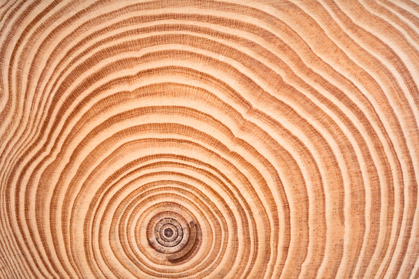 Slice of tree trunk showing annual rings