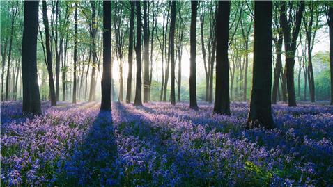 Bluebells 125985660 UK CW