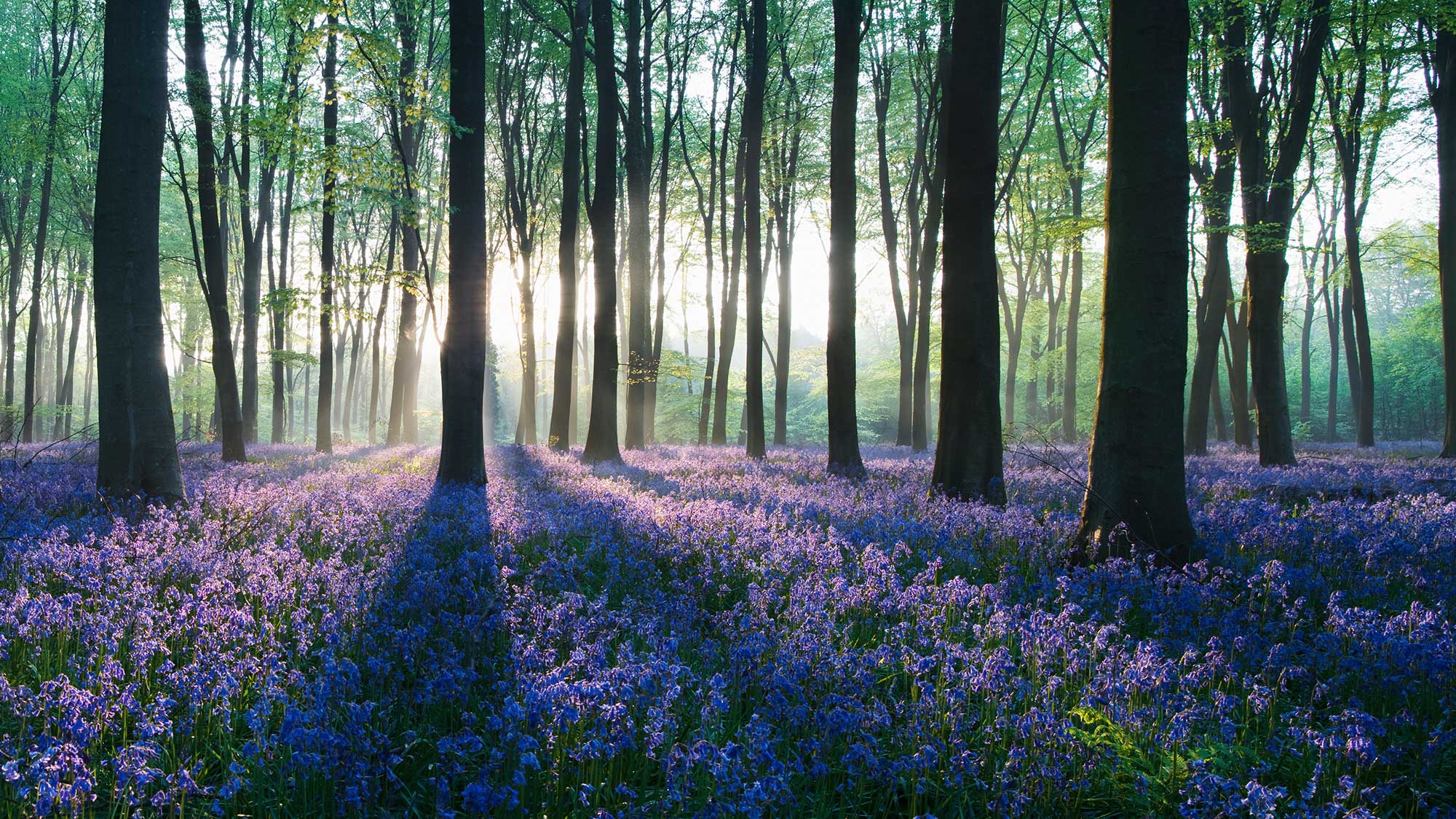 Bluebells 125985660 UK CW