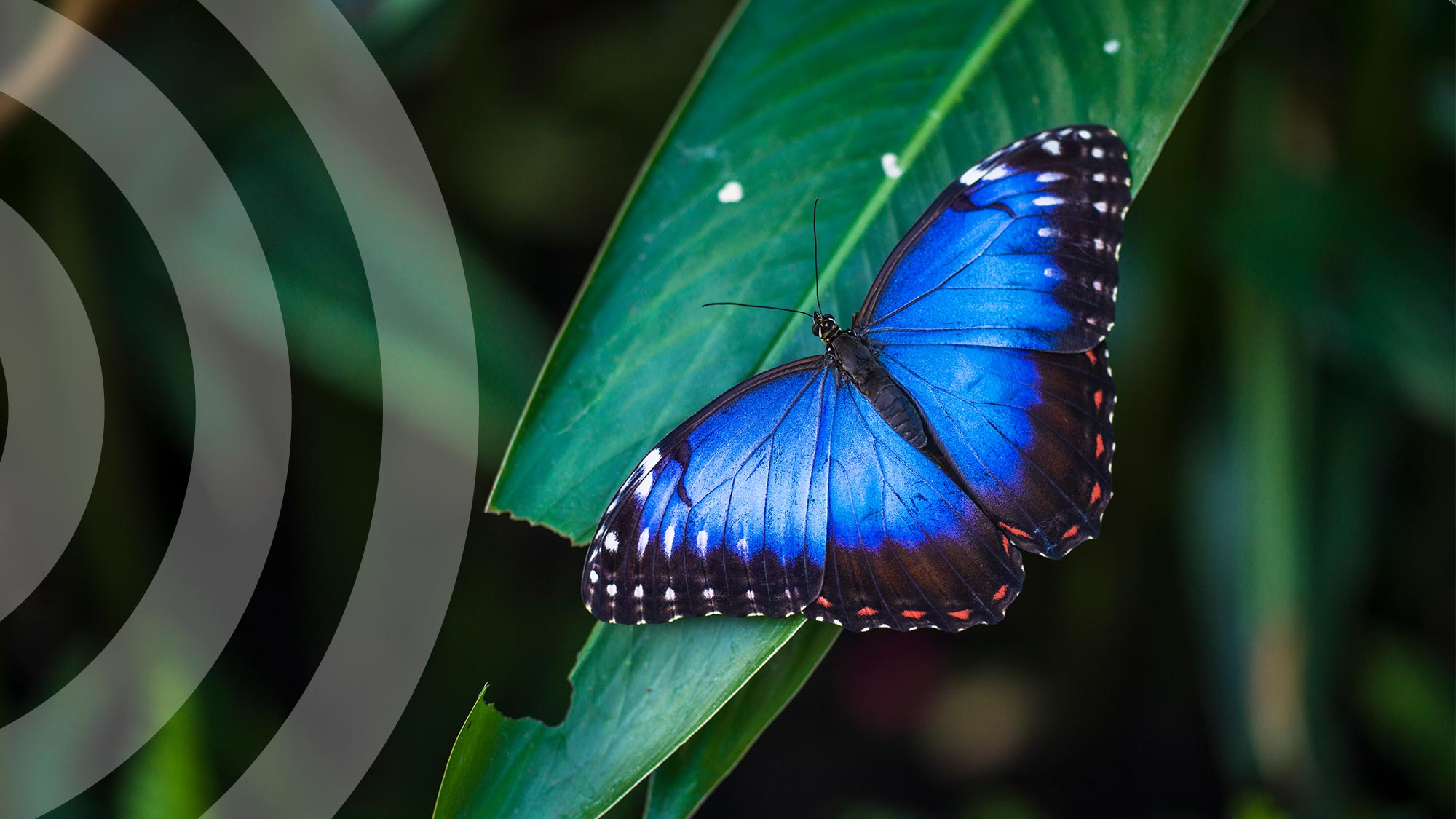 Butterfly 1090168058 UK CW S