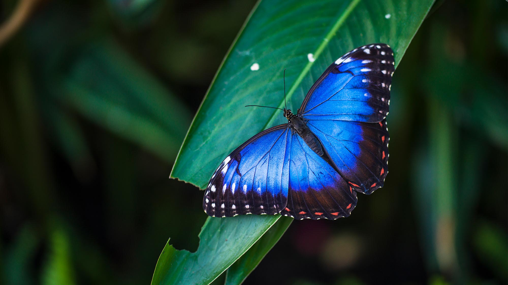 Butterfly 1090168058 UK CW