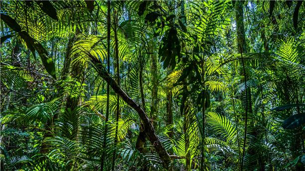 Jungle 1063340148 UK CW