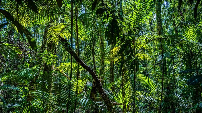 Jungle 1063340148 UK CW