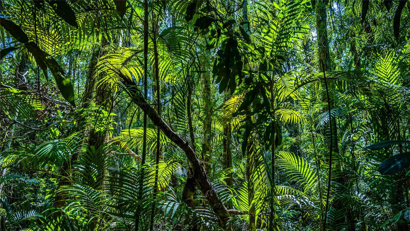 Jungle 1063340148 UK CW