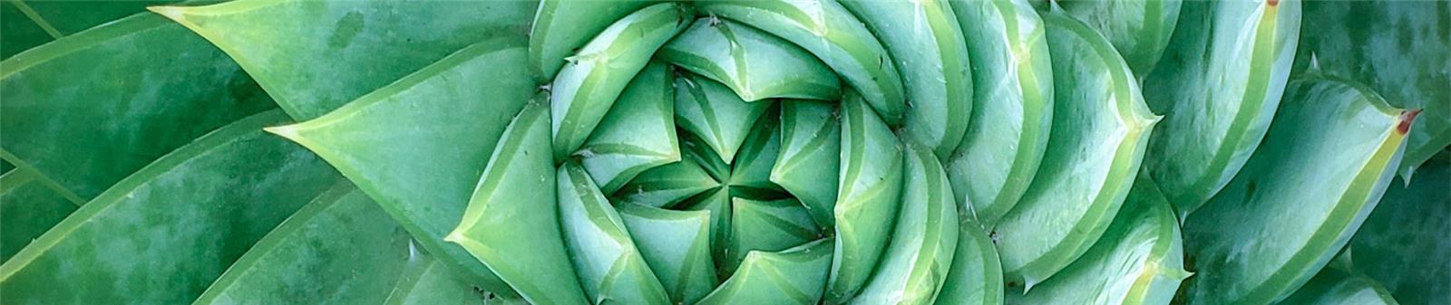 Plant 1146556855 UK CW