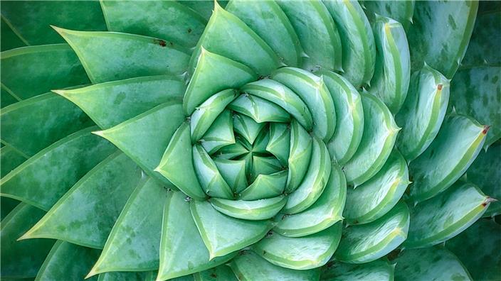 Plant 1146556855 UK CW