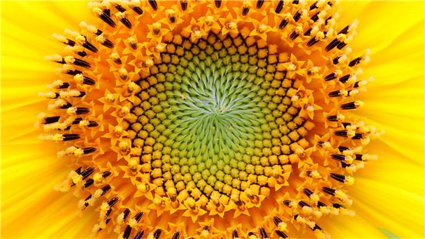 Sunflower 476662950 UK CW