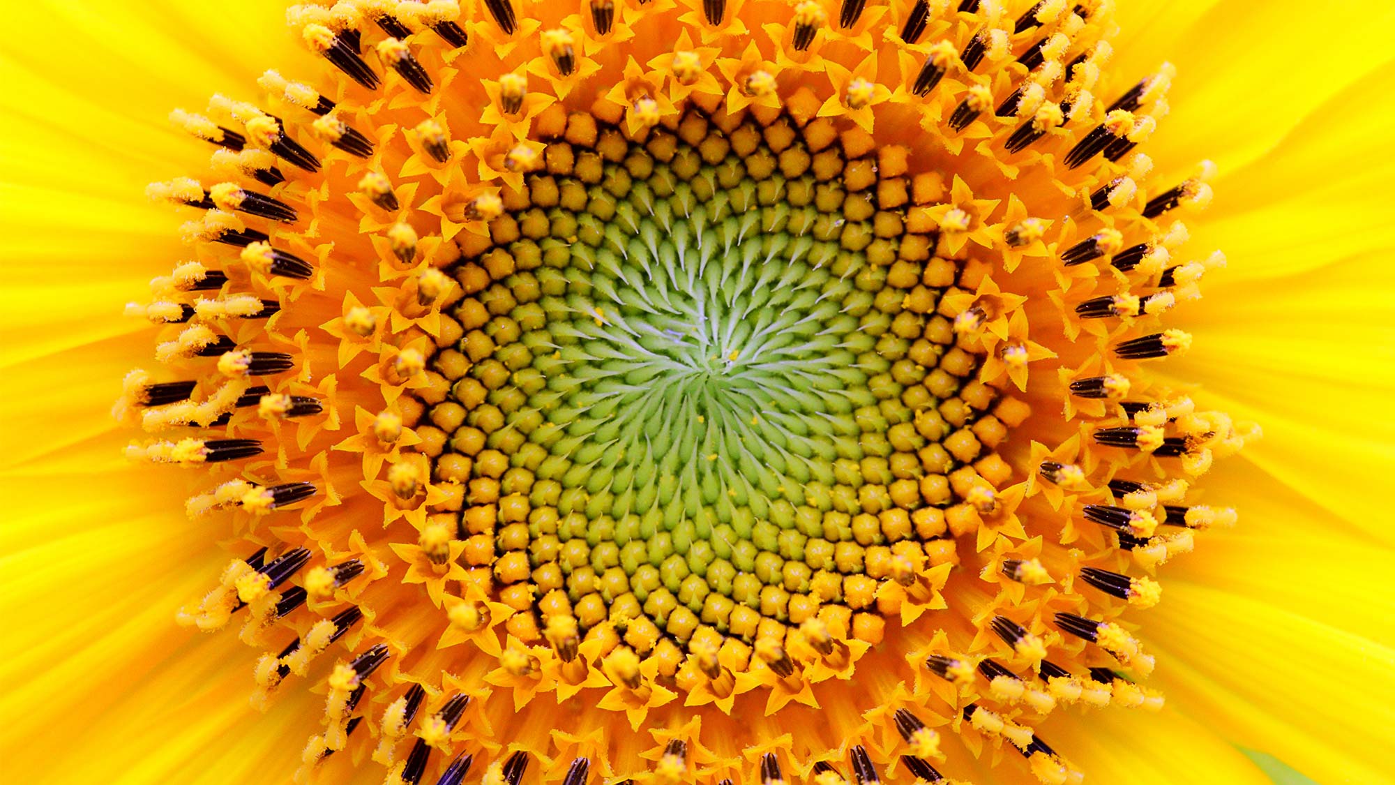 Sunflower 476662950 UK CW