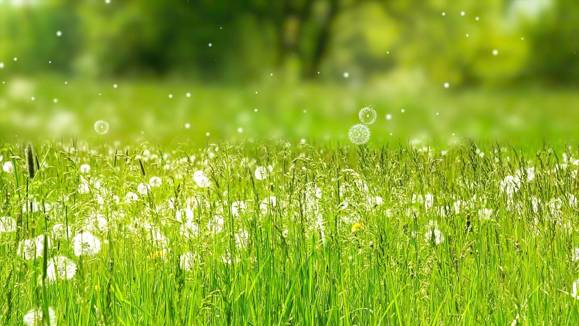 Field hayfever