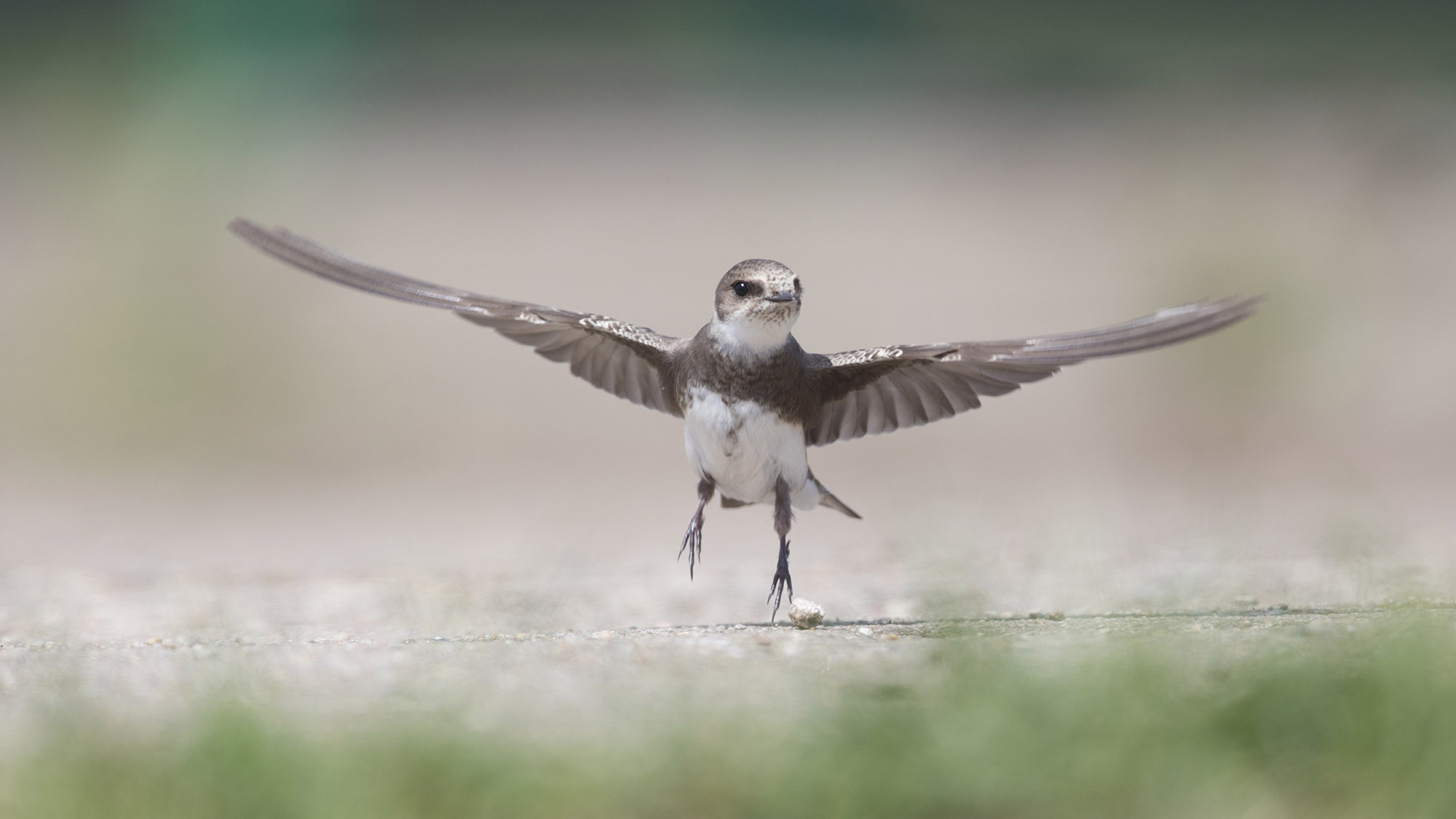 Sandmartin 860915924 UK CW