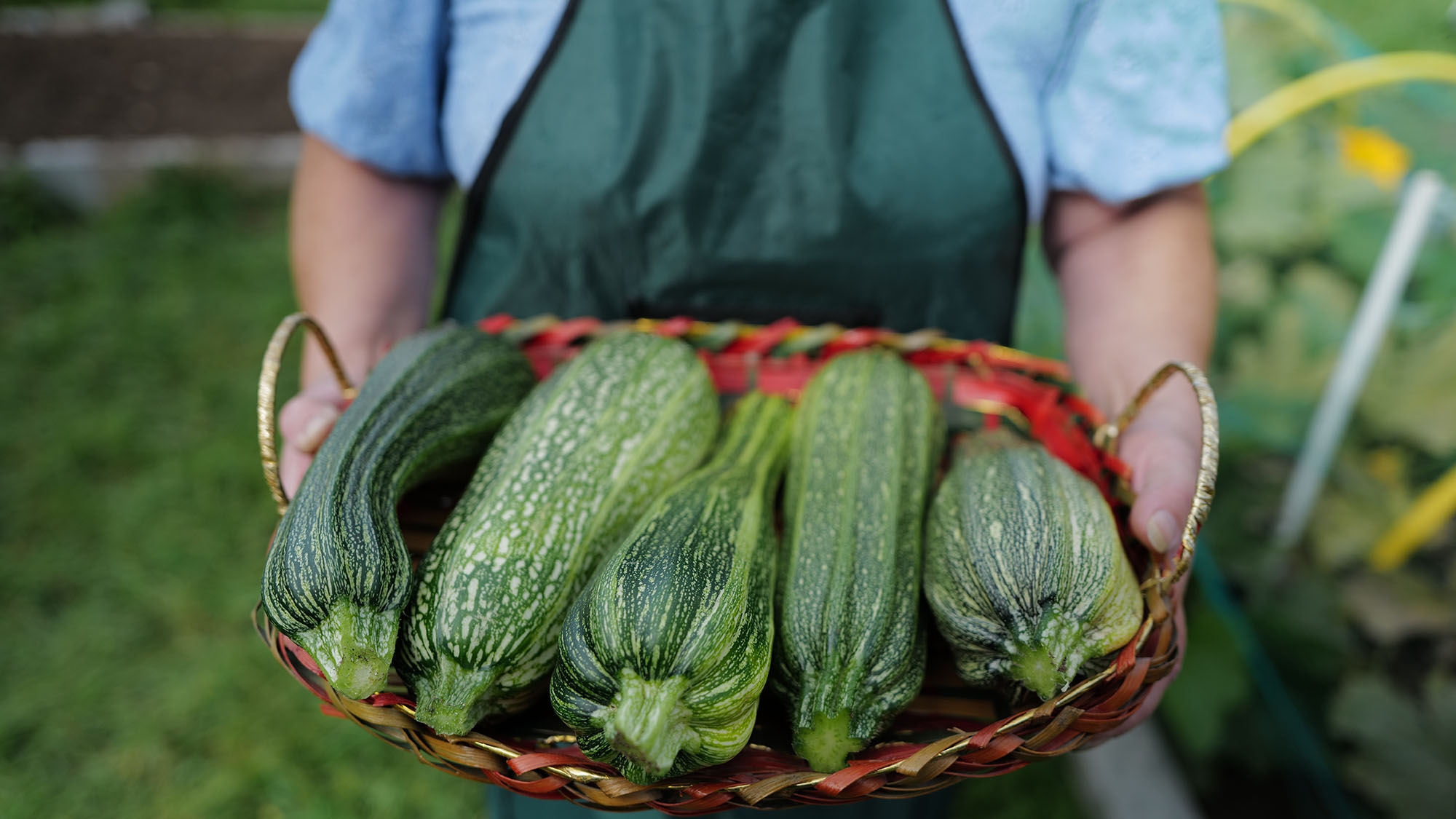Holme Farm allotment