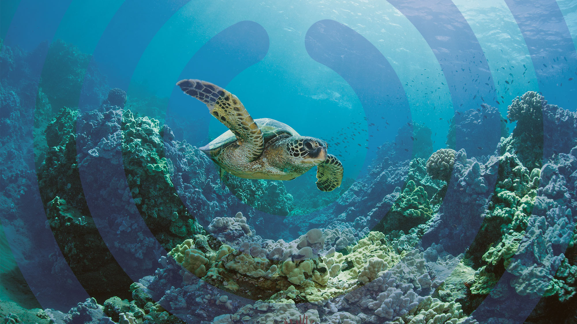 Turtle in the ocean 