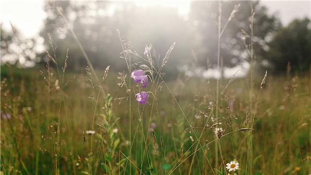 Meadow 1002757448 UK CW