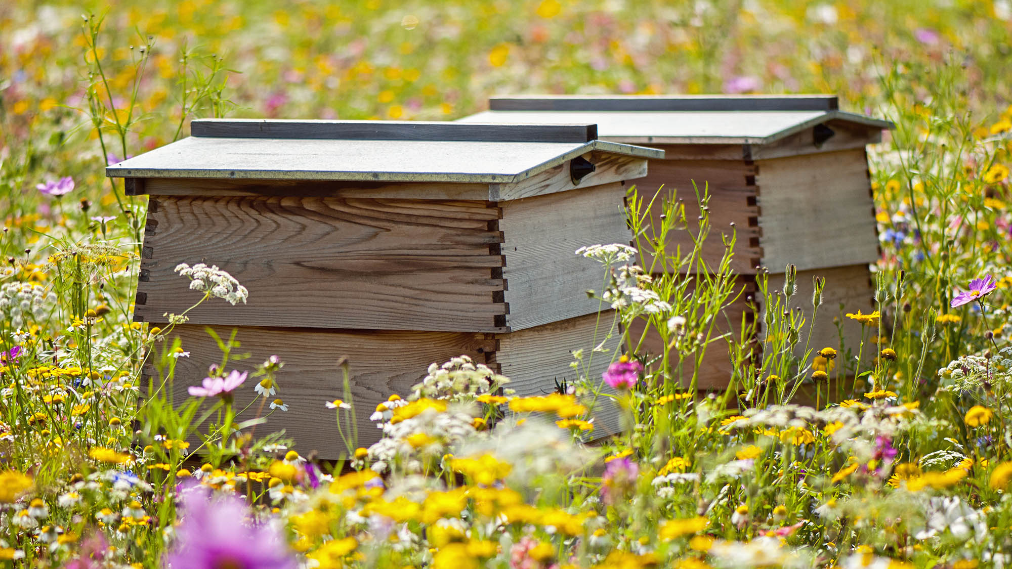 Bee hives in a meadow in the UK