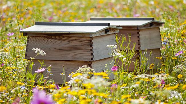 Bee hives in a meadow in the UK