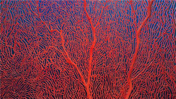 A close up of coral