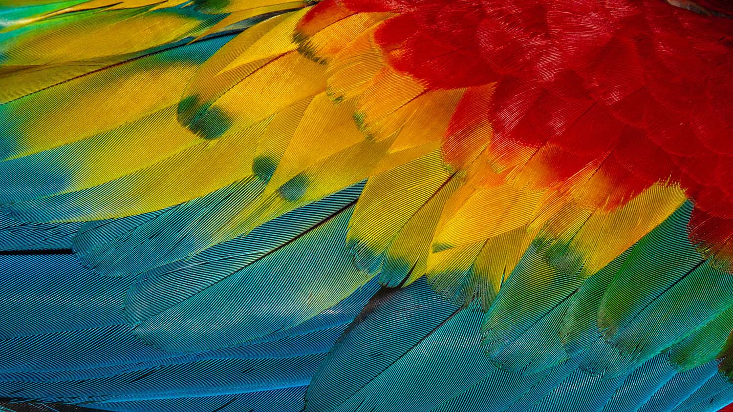 Close up of bird feathers