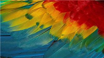 Close up of bird feathers