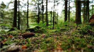 Forest floor 802748920 UK CW