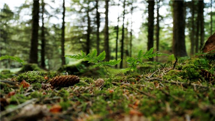 Forest floor 802748920 UK CW