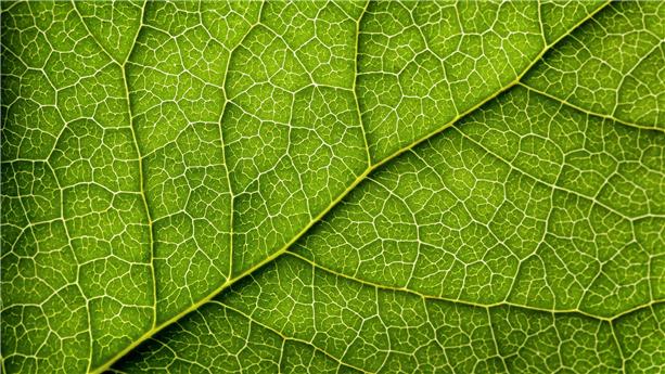 Up close leaf trace