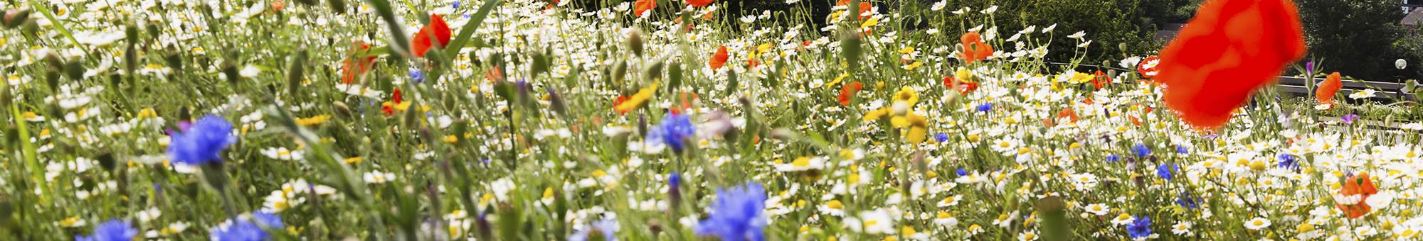 Wildflowers captured in the foreground of the Liverpool skyline at Everton