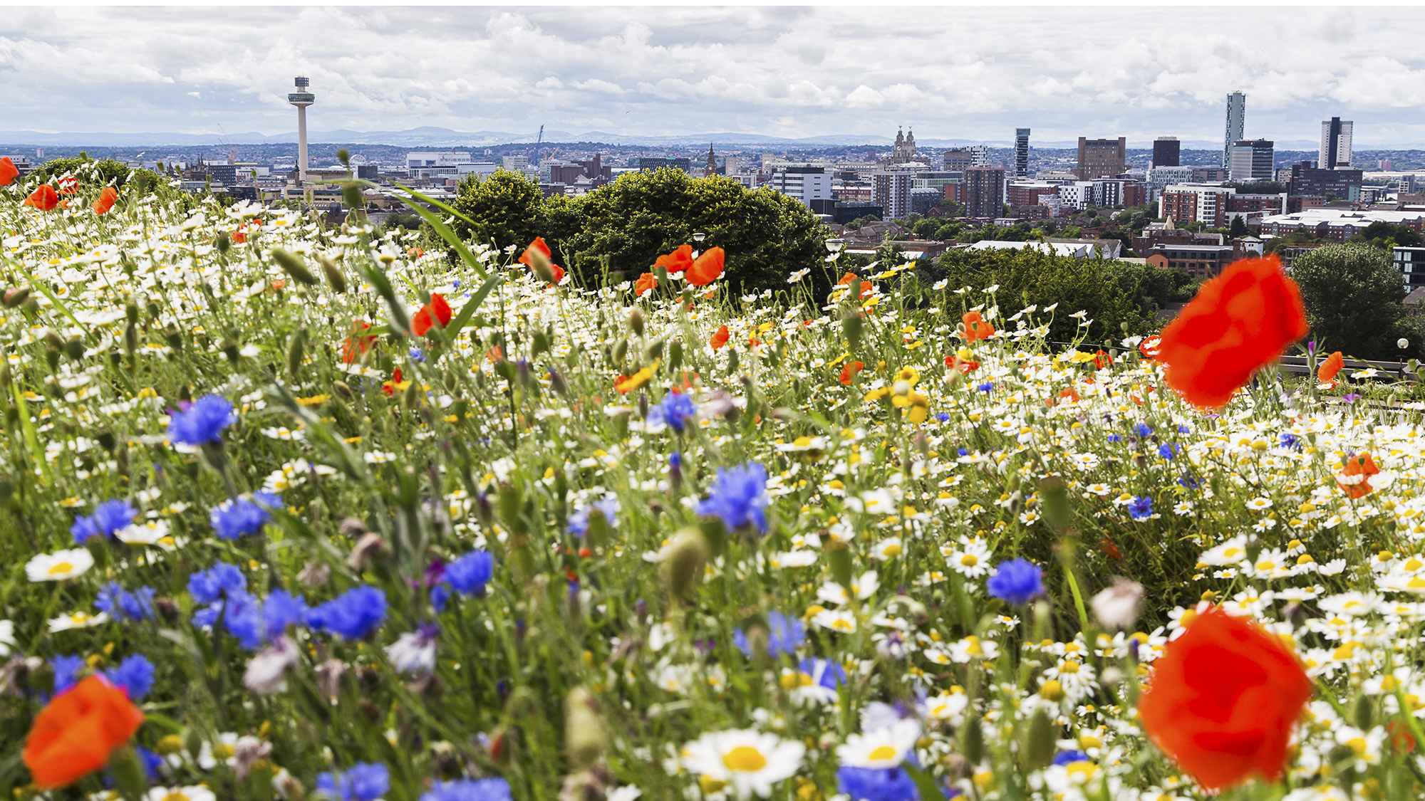 Wildflowers captured in the foreground of the Liverpool skyline at Everton Liverpool across flowers