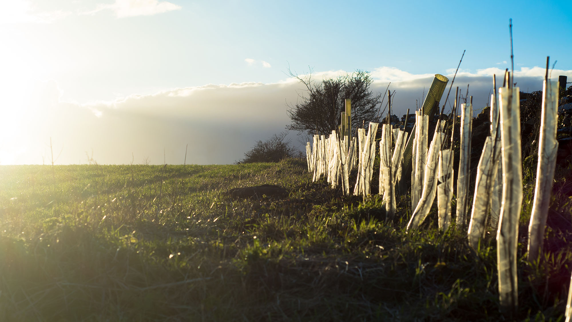 Tree saplings in a field