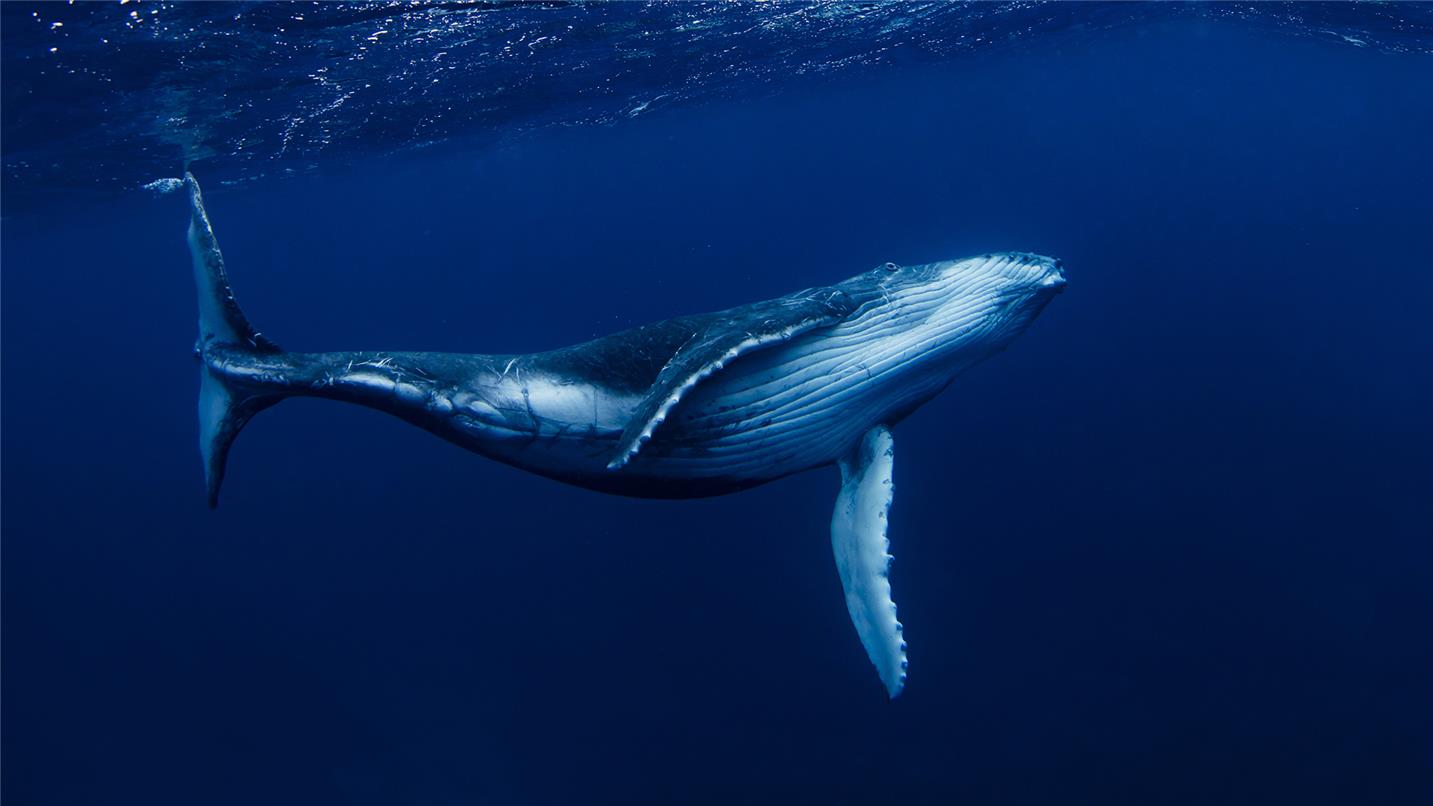 Whale Walter 1905 UK CW